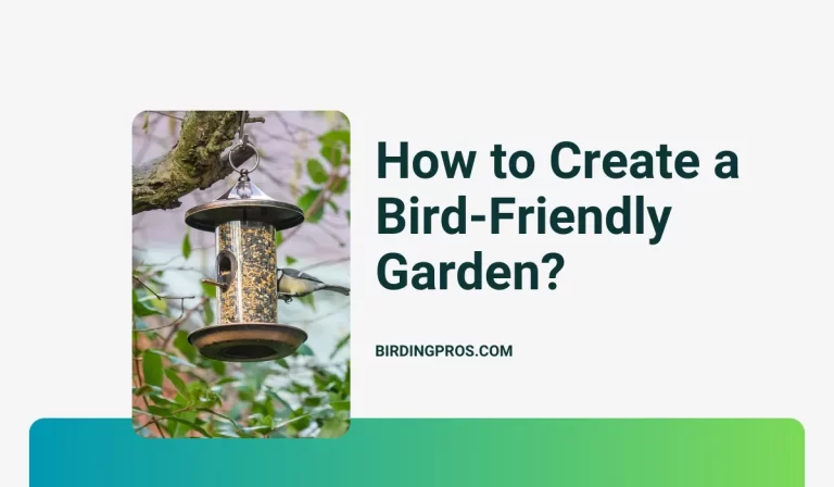 How to Create a Bird-Friendly Garden?