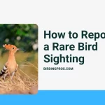 How to Report a Rare Bird Sighting