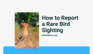 How to Report a Rare Bird Sighting