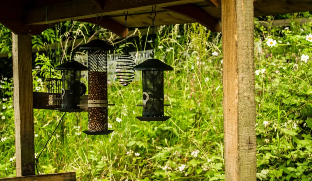 How to Set Up Bird Feeders in Backyard