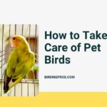 How to Take Care of Pet Birds