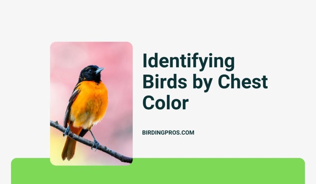 Identifying Birds by Chest Color