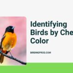 Identifying Birds by Chest Color