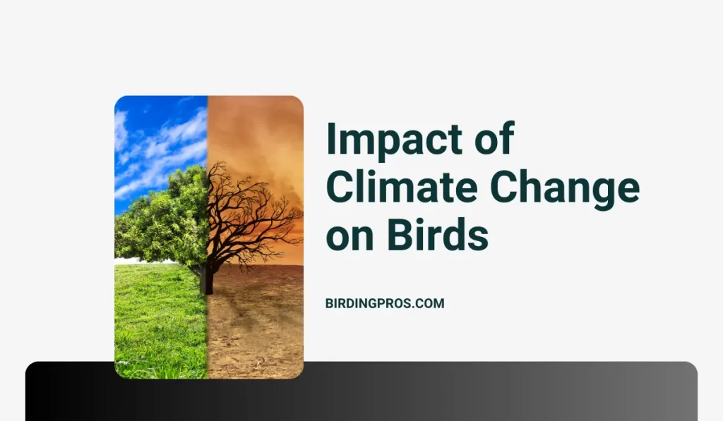 Impact of Climate Change on Birds