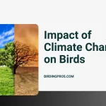 Impact of Climate Change on Birds