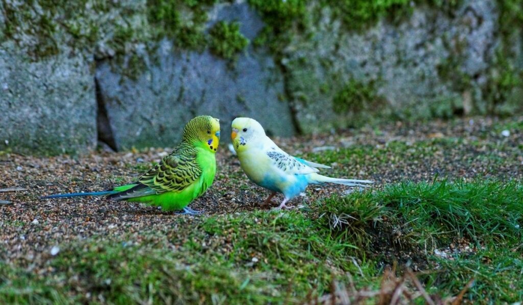 Is It a Language for Budgies?