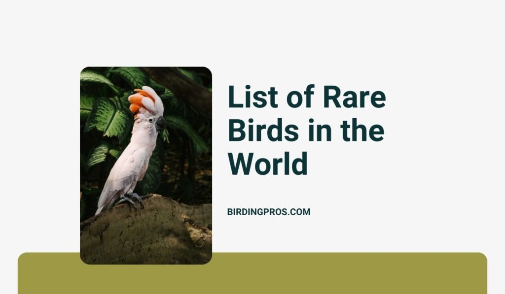 List of Rare Birds in the World