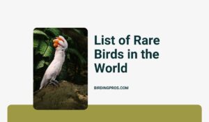 List of Rare Birds in the World