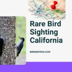 Rare Bird Sighting California