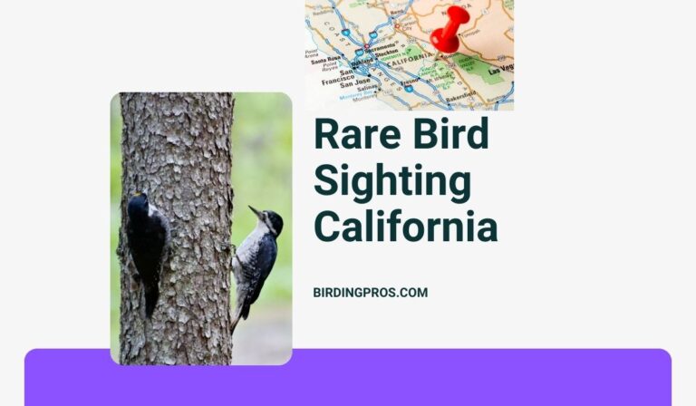 Rare Bird Sighting California