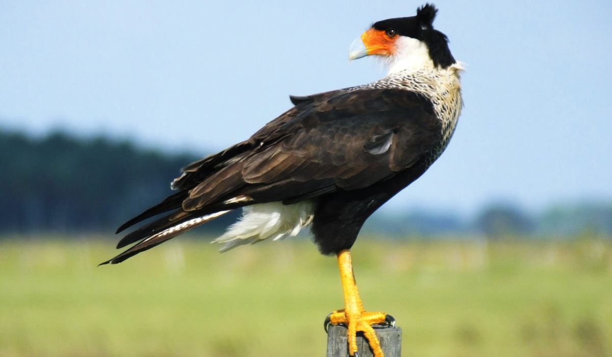 Rare Bird Sighting California: Unveiling Feathered Gems