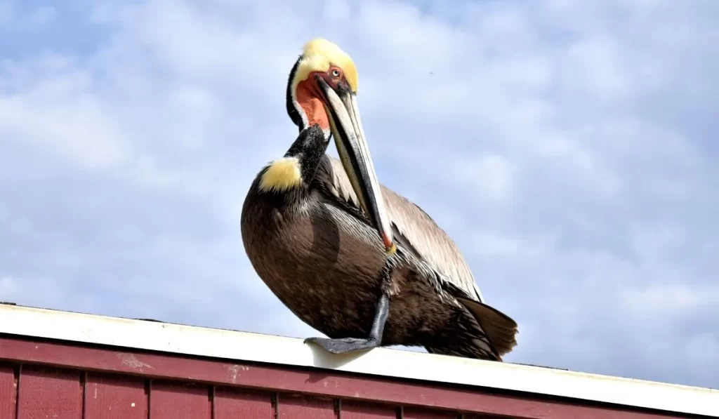 The Rich Avian Diversity of San Diego