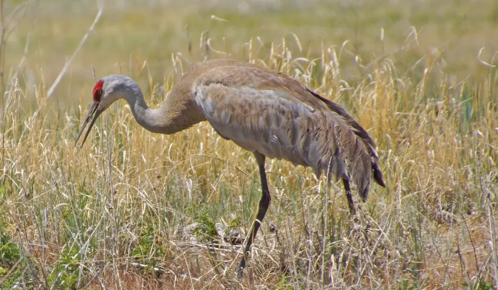 Tips for Birding in Yellowstone