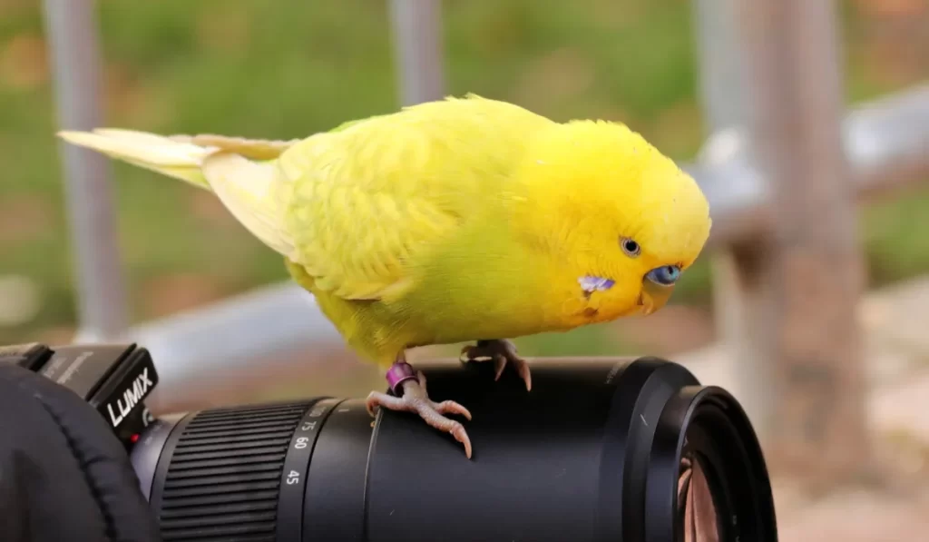 Top Camera Recommendations for Bird Watching