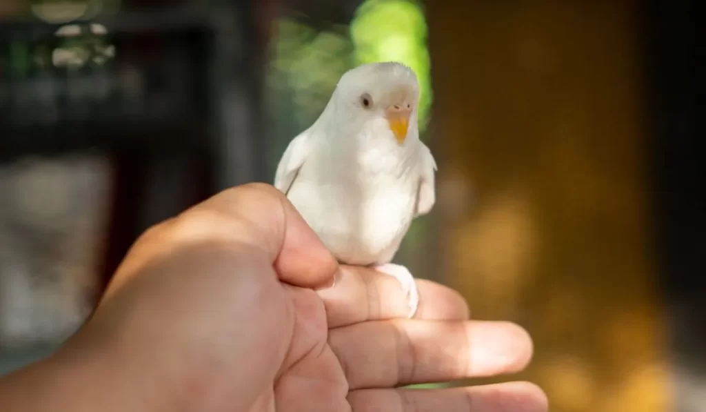 Why Do Budgies Bob Their Heads Up And Down? BirdingPros