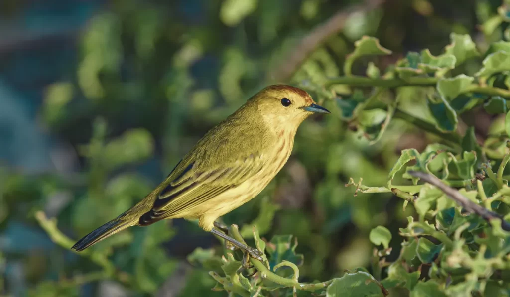 Unique Bird Species