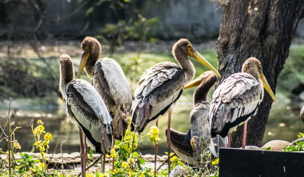 Use Birding Maps and Guides