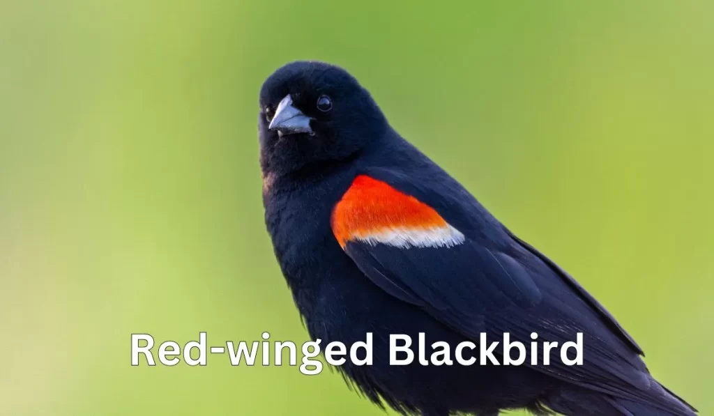 What Bird Is Black With A Red Chest