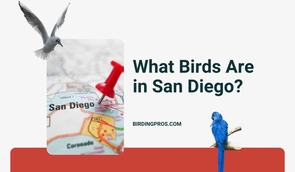 What Birds Are in San Diego?