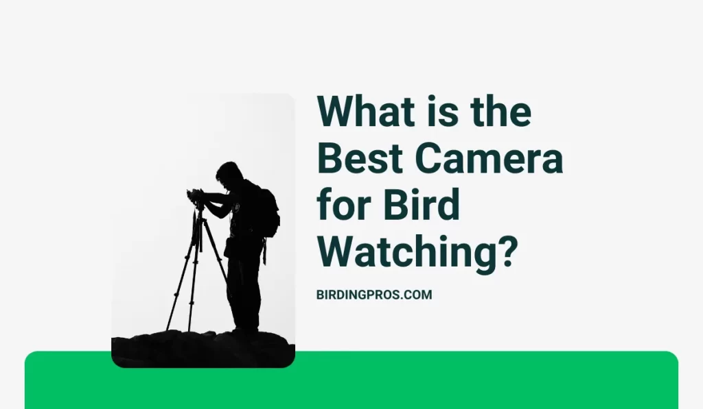 What is the Best Camera for Bird Watching?