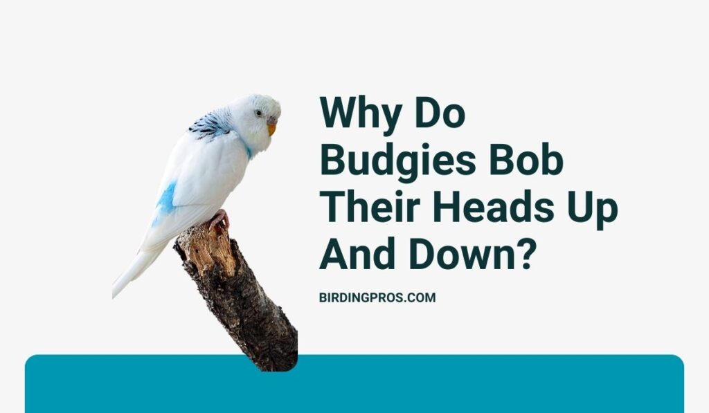 Why Do Budgies Bob Their Heads Up And Down?