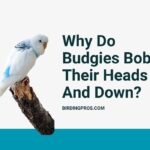 Why Do Budgies Bob Their Heads Up And Down?