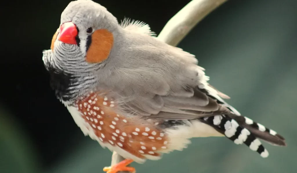 Why Finches to Backyard?