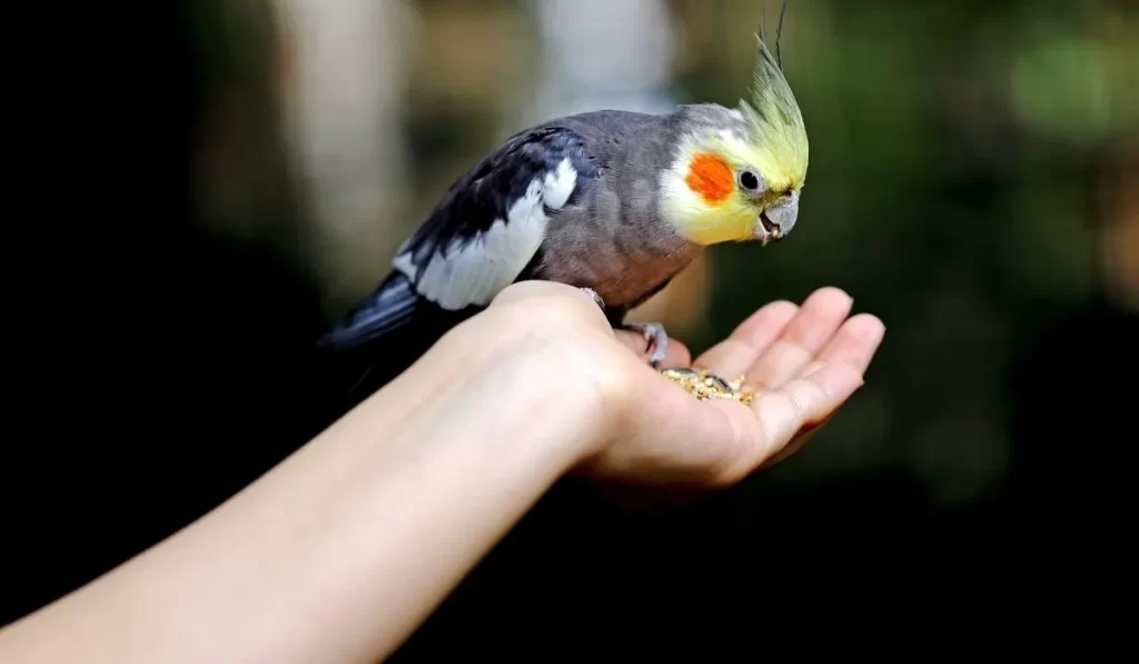 Why Should We Take Care of Pet Birds?