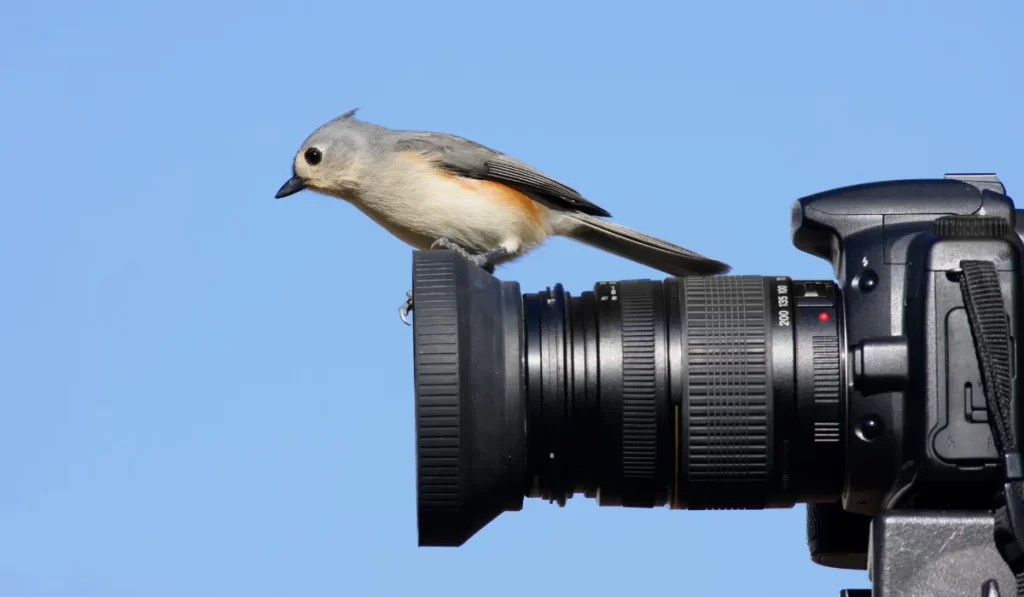 Why should we use best camera for Bird Watching