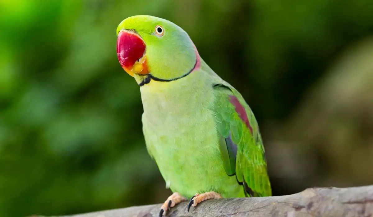 how to take care of a green parrot