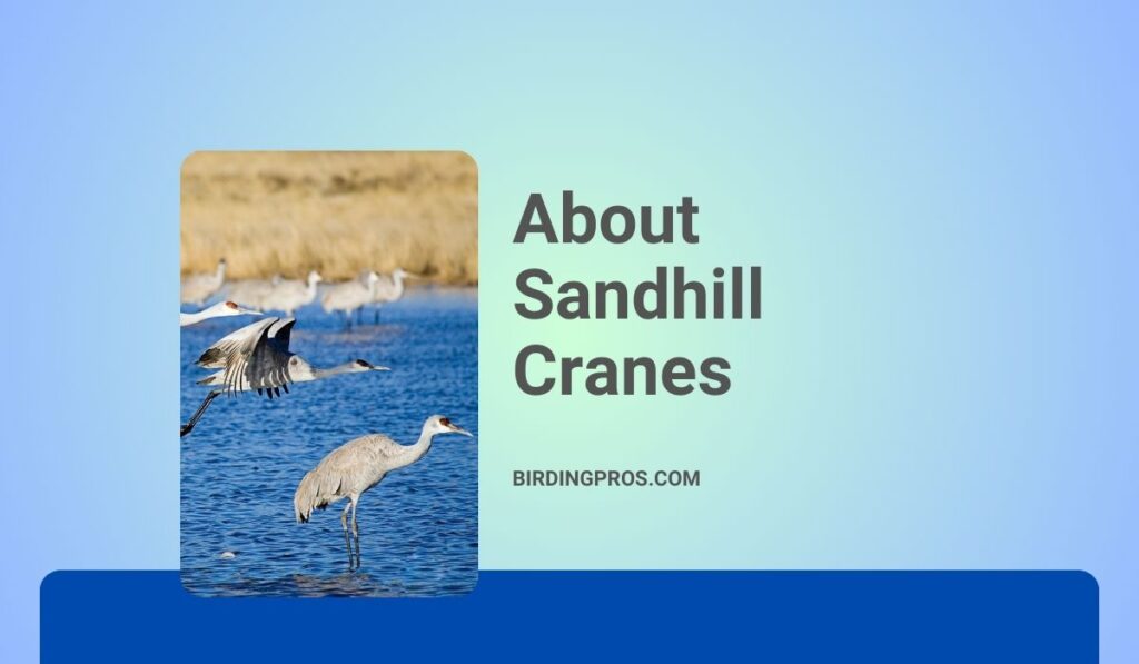 About Sandhill Cranes