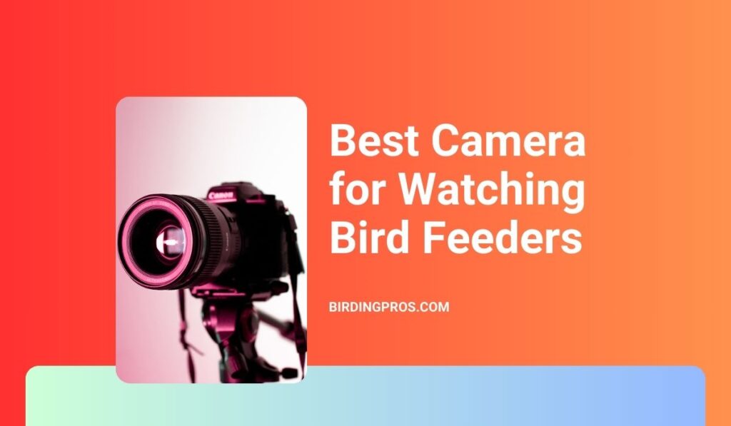Best Camera for Watching Bird Feeder
