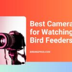 Best Camera for Watching Bird Feeder