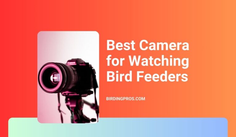 Best Camera for Watching Bird Feeder