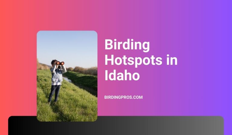 Birding Hotspots in Idaho: Discover the Best Sites for Birdwatching