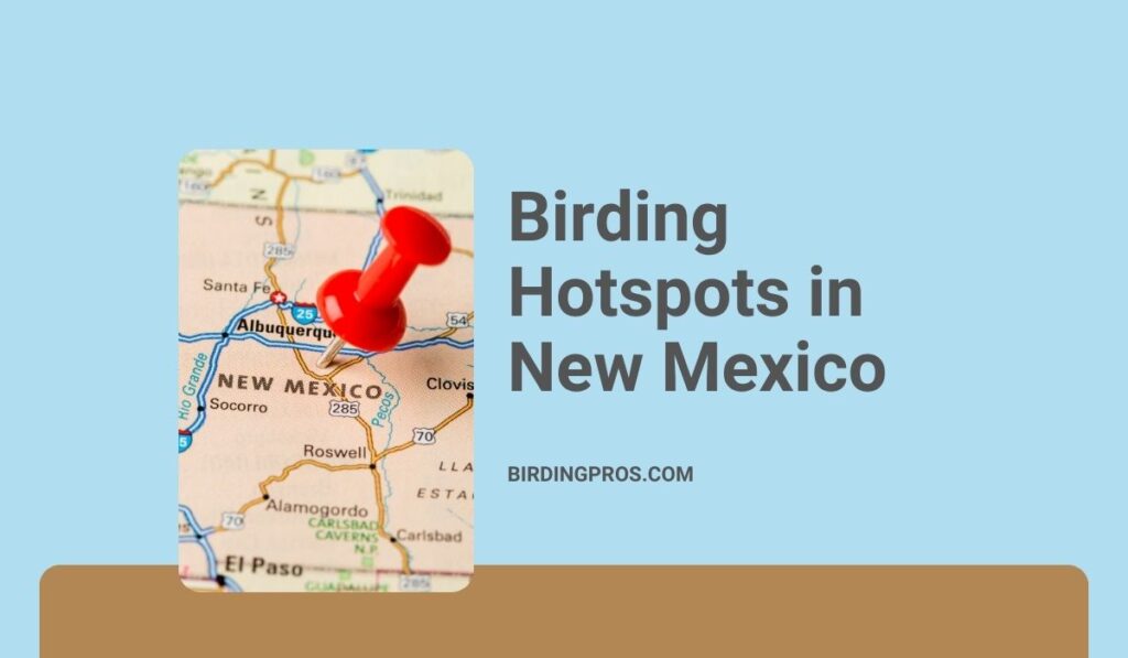 Birding Hotspots in New Mexico: 10 Best Hotspots