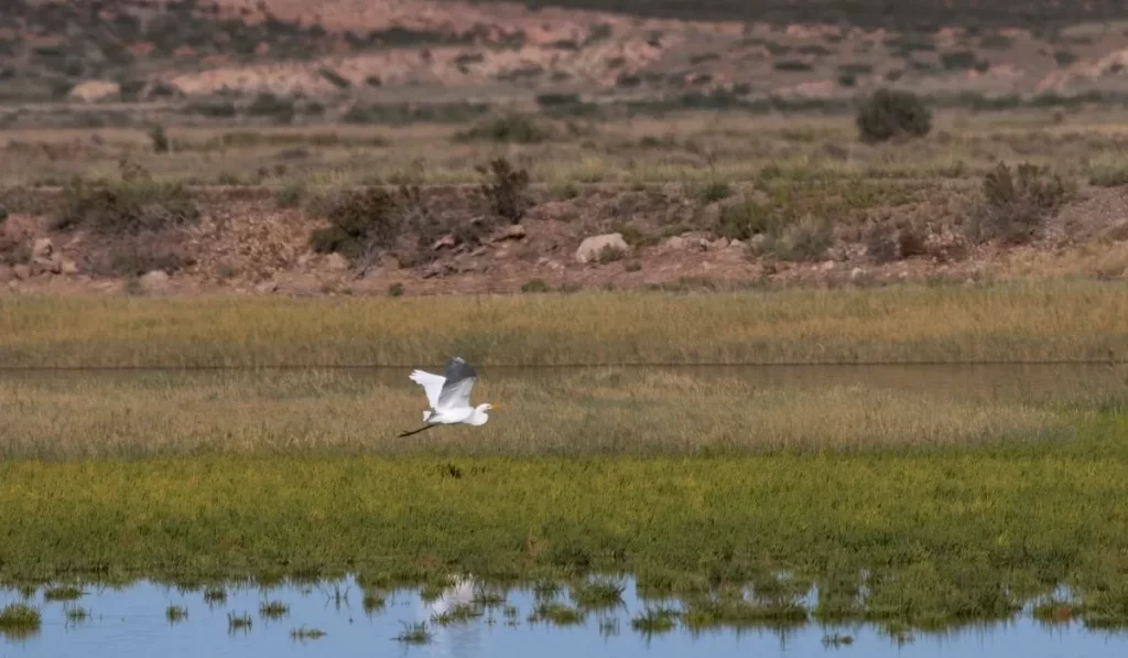 Bitter Lake National Wildlife Refuge