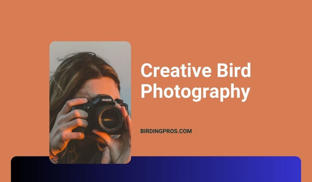 Creative Bird Photography
