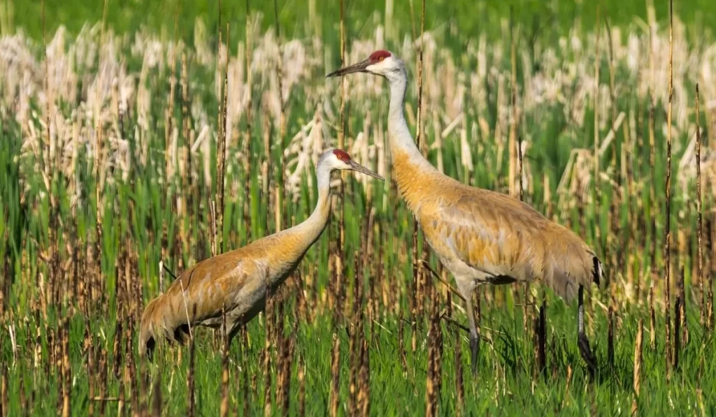 Habitat And Range