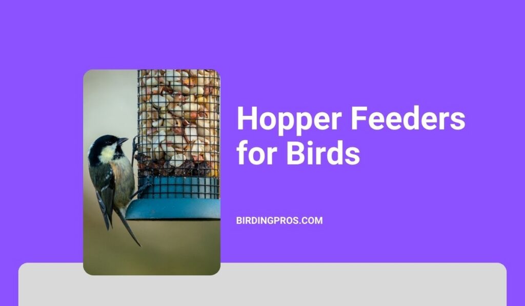 Hopper Feeders for Birds
