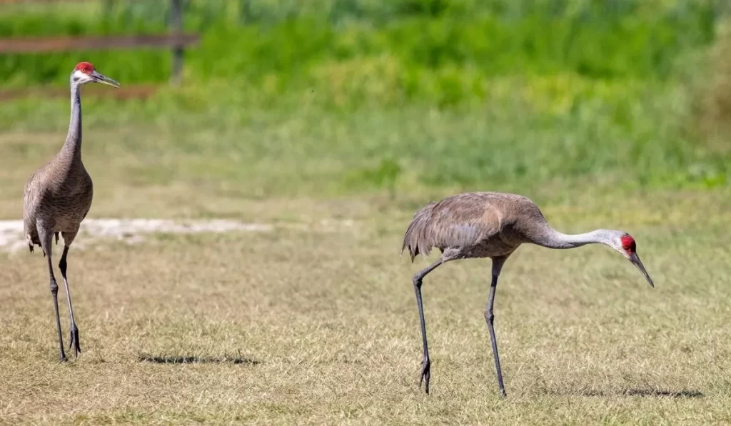 Introduction To Sandhill Cranes