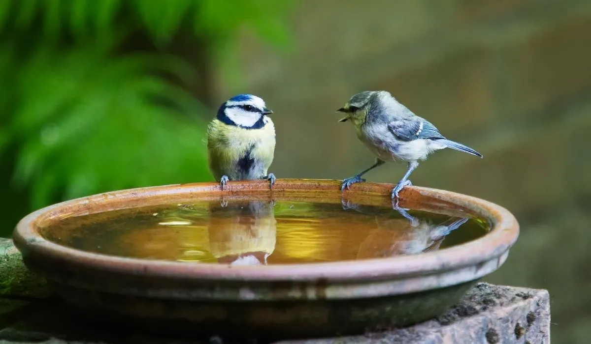 Week 4: Enhancing Habitat and Monitoring Bird Activity