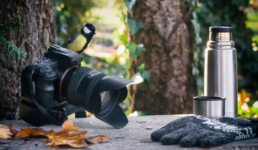 What Makes a Camera Great for Bird Watching?