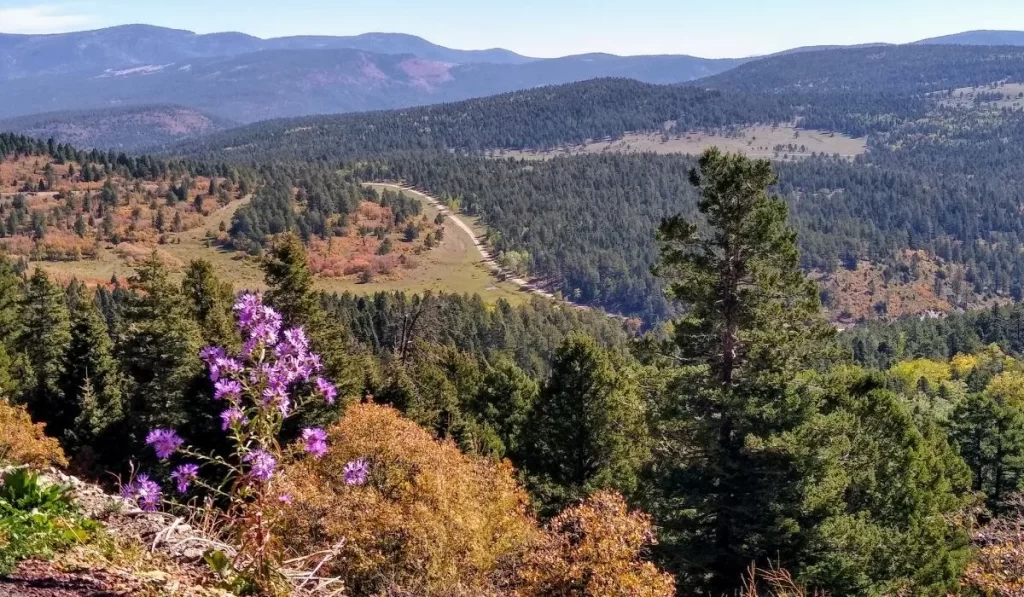 Why Find Birds in New Mexico?