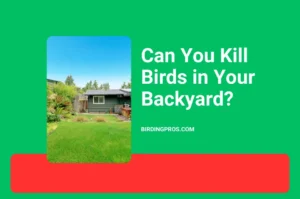 Can You Kill Birds in Your Backyard?