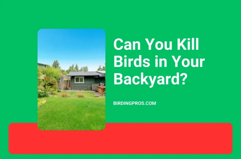 Can You Kill Birds in Your Backyard?