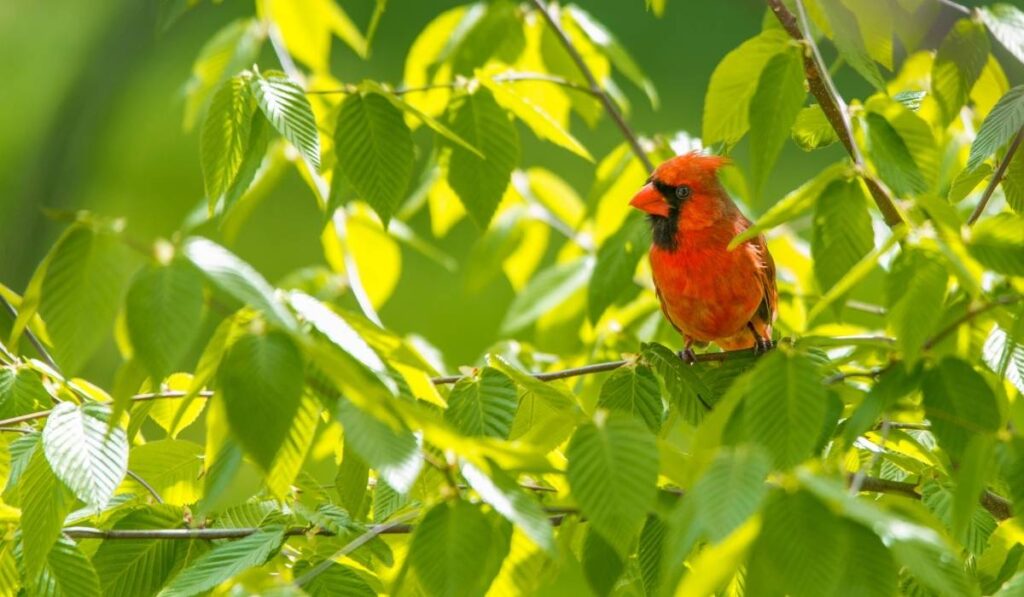 Cardinals' Natural Behavior