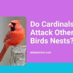 Cardinals' Natural Behavior