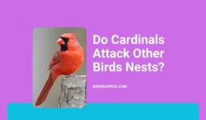 Cardinals' Natural Behavior