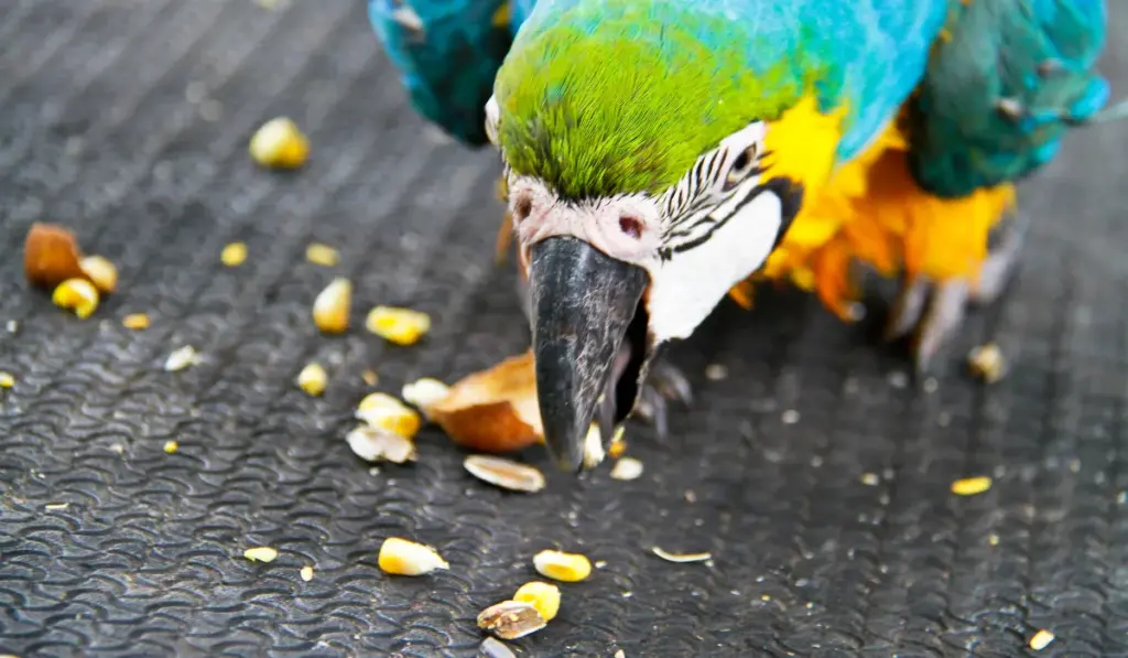 Homemade pet bird food recipes